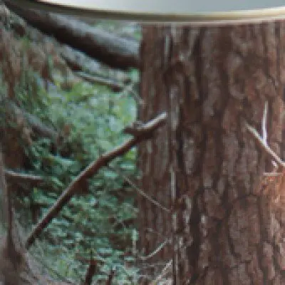 ALEX WISSER: The Forest for the Trees